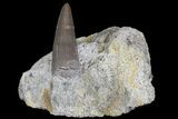 Jurassic Crocodile (Goniopholis?) Tooth - Colorado #182616-1